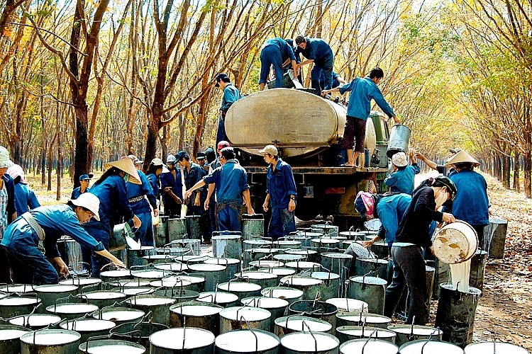 Trong 6 tháng đầu năm 2021, Việt Nam là thị trường cung cấp cao su lớn thứ 11 cho Hoa Kỳ