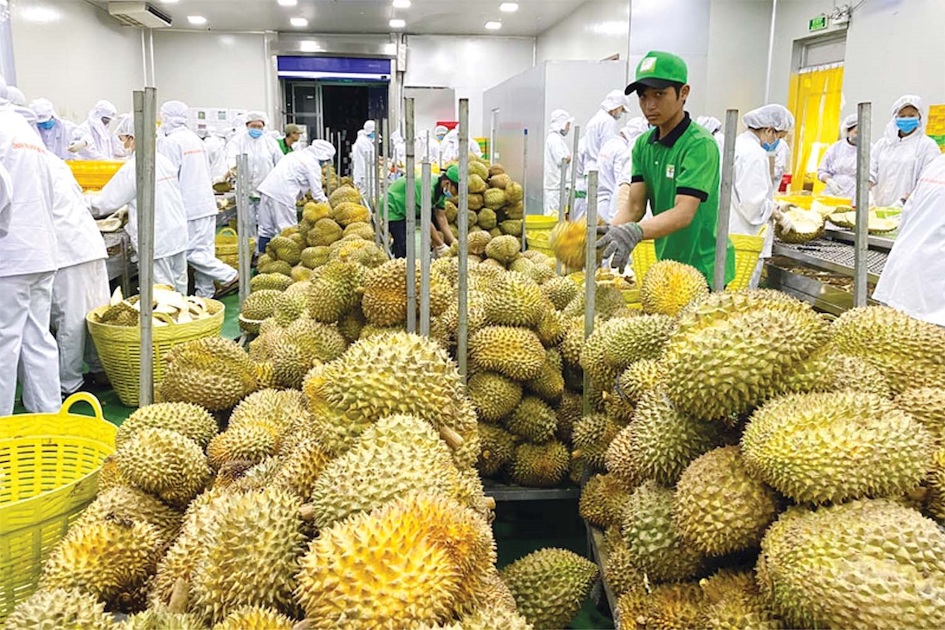 Sầu riêng là loại trái cây có trị giá xuất khẩu tỷ USD sang thị trường tỷ dân.
