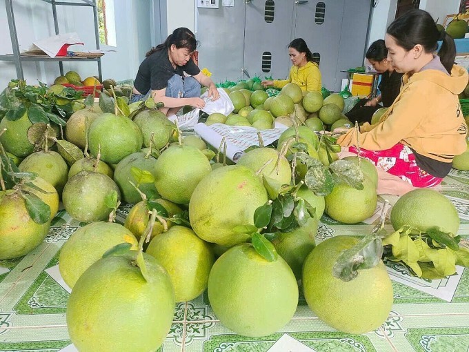 Sản phẩm bưởi da xanh ở huyện Hoài Ân được bán trên sàn thương mại điện tử