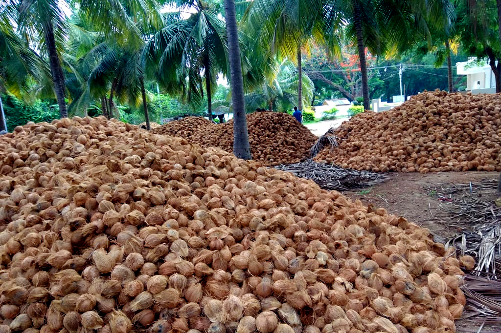 Dừa Việt Nam vươn ra thế giới, được Mỹ và Trung Quốc thu mua mạnh