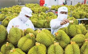Một cơ sở đóng gói sầu riêng ở miền Tây
