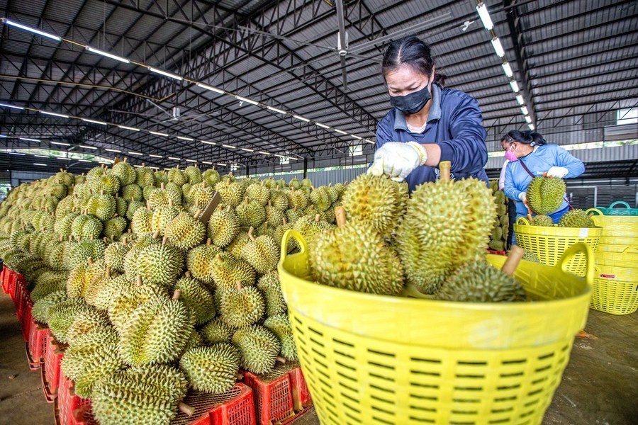Sầu riêng dẫn dắt tăng trưởng xuất khẩu rau quả Việt Nam
