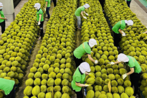 Xuất khẩu rau quả sang Trung Quốc năm 2025 lập kỷ lục gần 5,5 tỷ USD