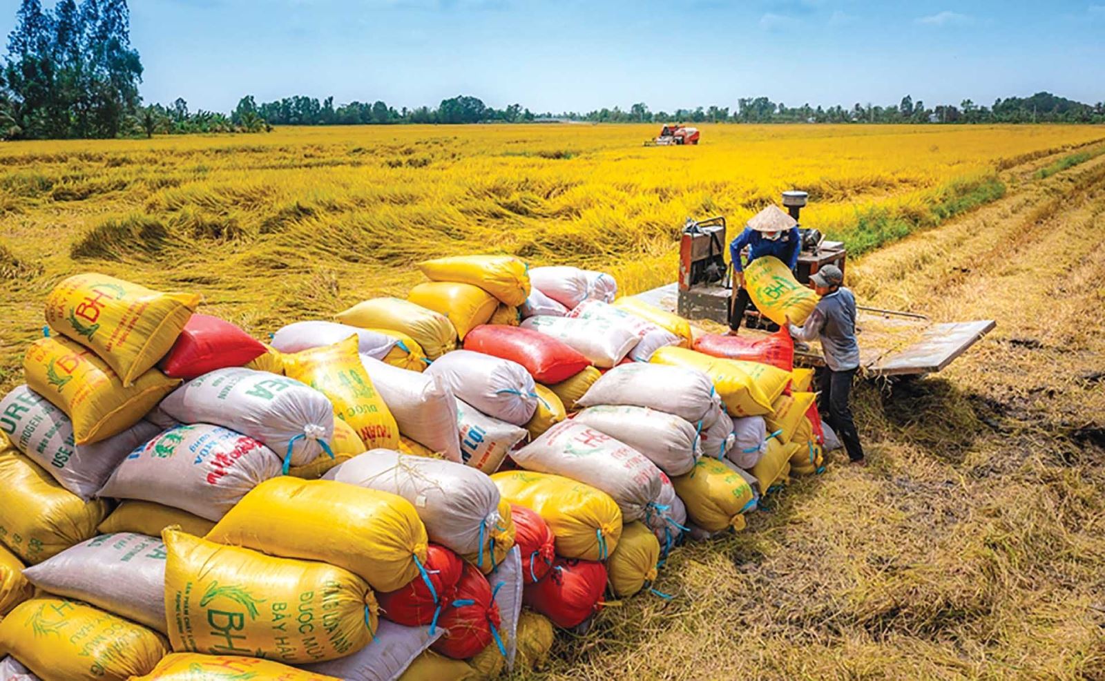 Xuất khẩu gạo sang thị trường Trung Quốc tăng mạnh trong những tháng đầu năm 2026