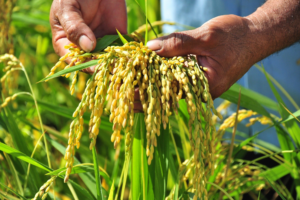 Xuất khẩu gạo sang thị trường Trung Quốc tăng mạnh