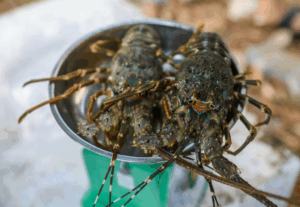 Người dân mua tôm hùm ở phường An Hội Đông (TP HCM)